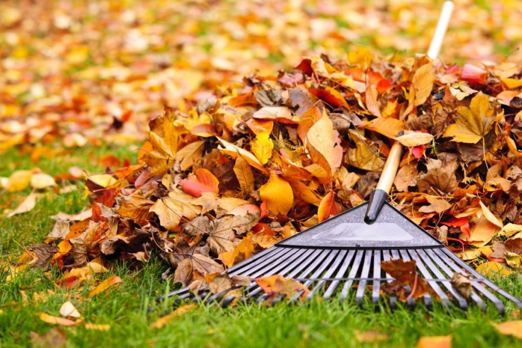rake in leaves